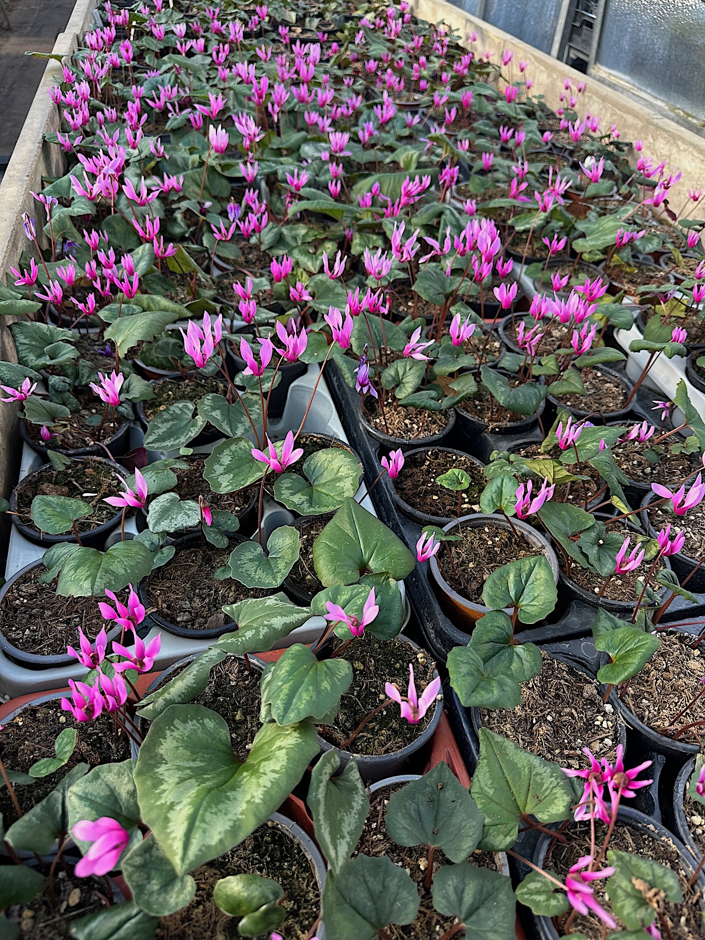 Cyclamen repandum (i.9cmT.)