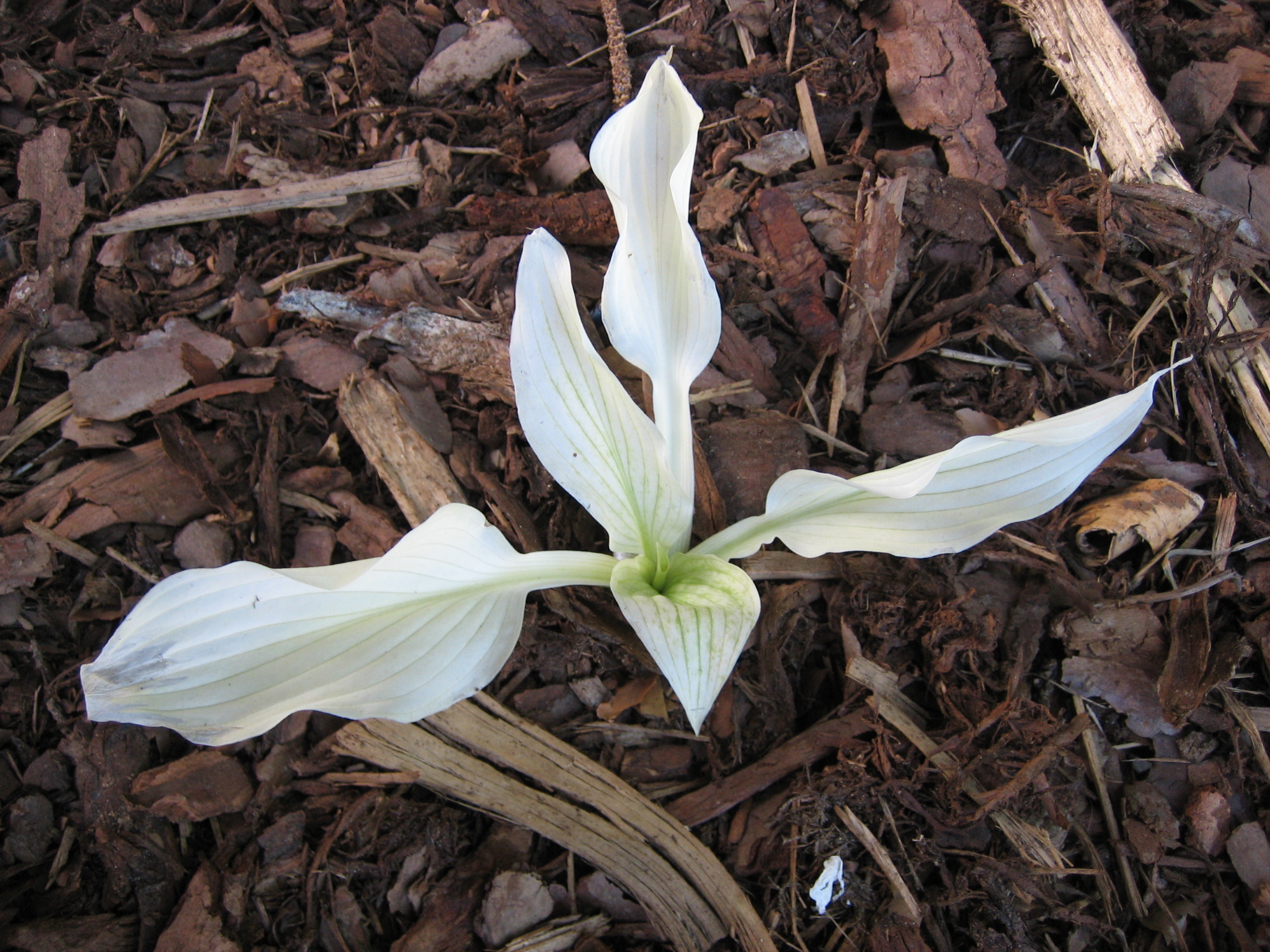 Hosta Hybride "White Feather" (i.10cmT.) Funkie