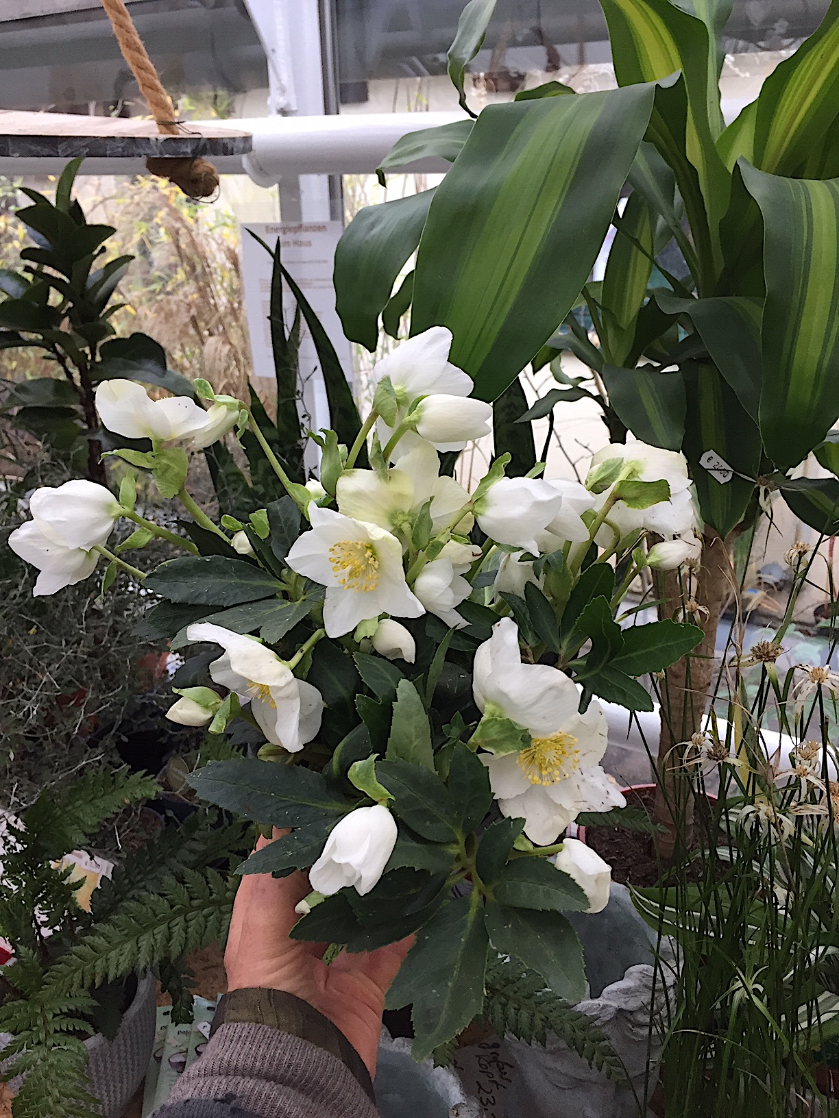 Helleborus niger ´Christmas Carol ` (15cmTopf) Christrose, echte frühblühende