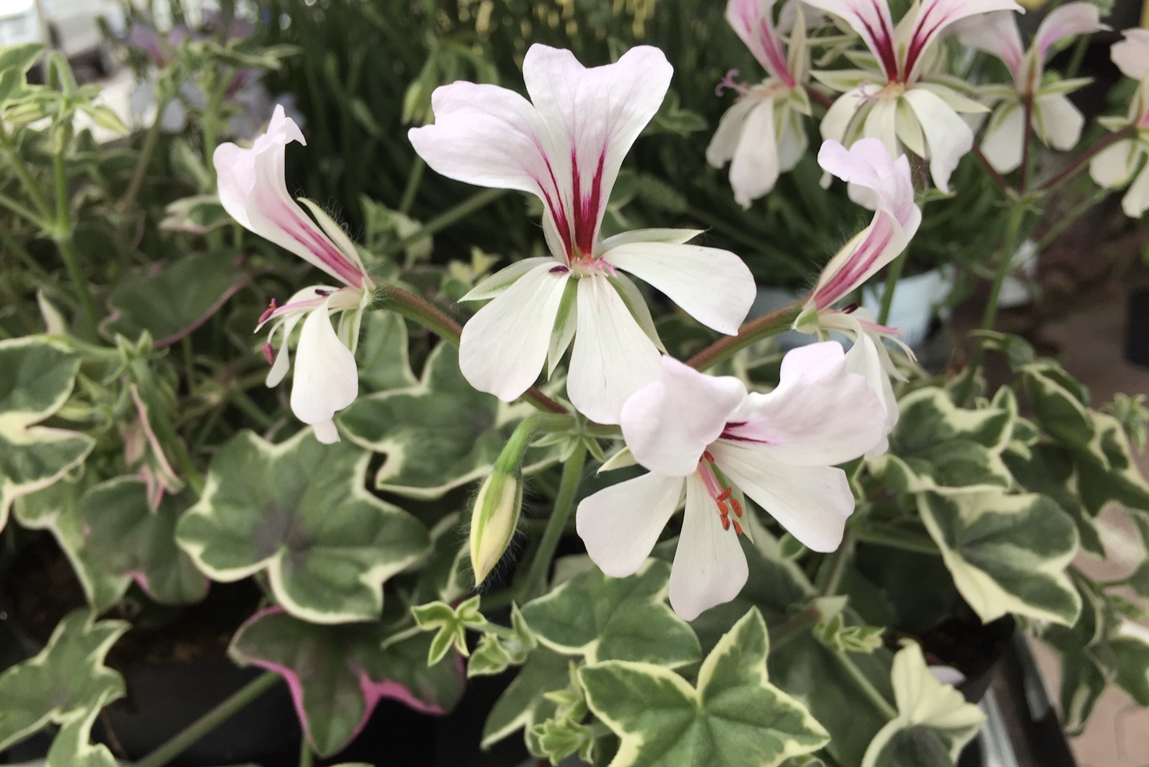 Pelargonium „Elvira“ (i.10cmT.) Hänge -Geranie