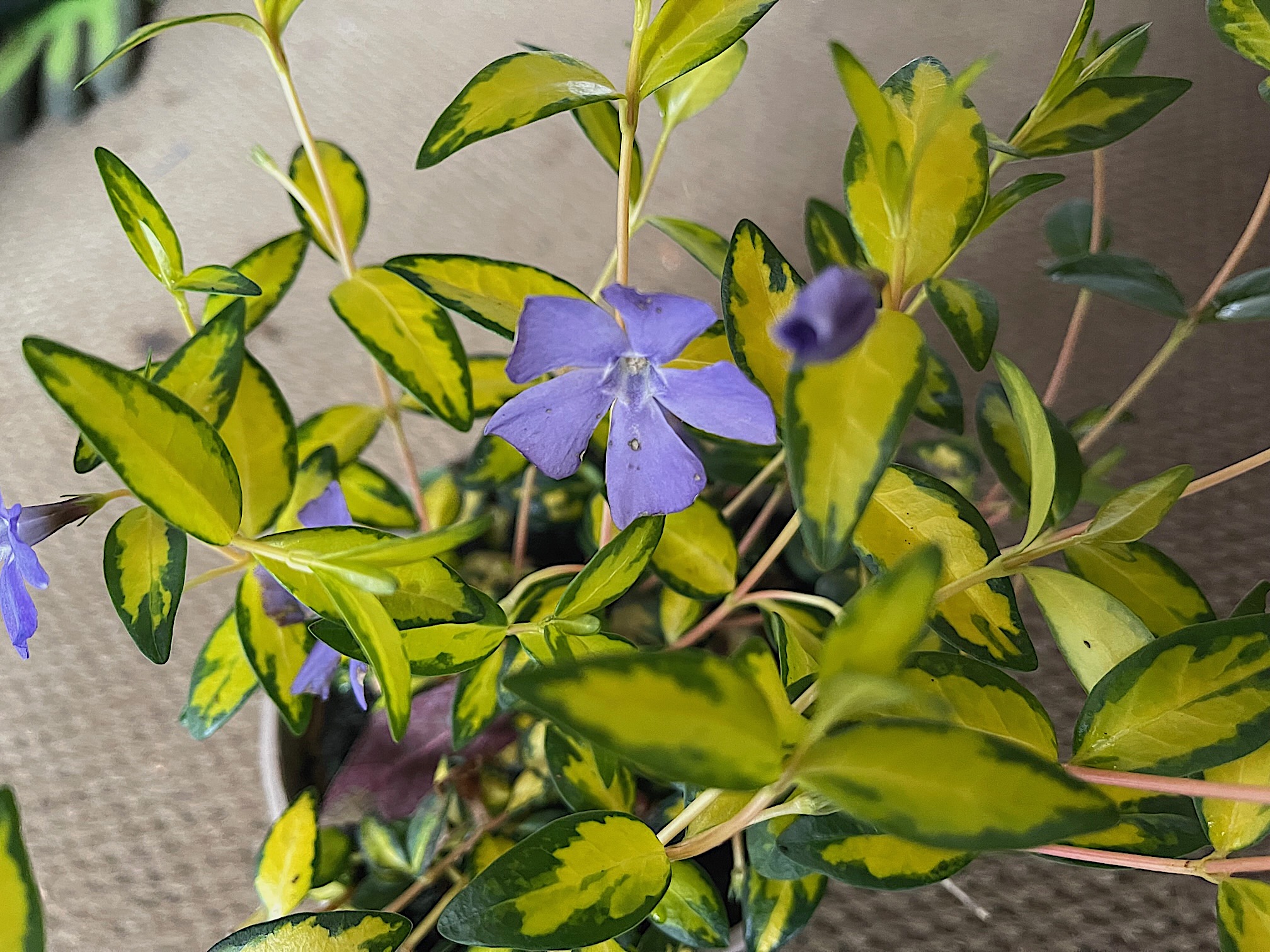 Vinca minor "Illumination" (13 cm T.) Immergrün