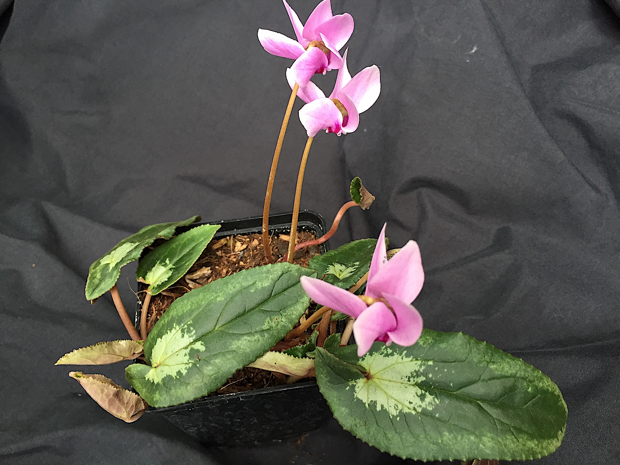 Cyclamen hed. „Zungenblatt grün mit silber Herz“ Variat. (i.9cmT.)