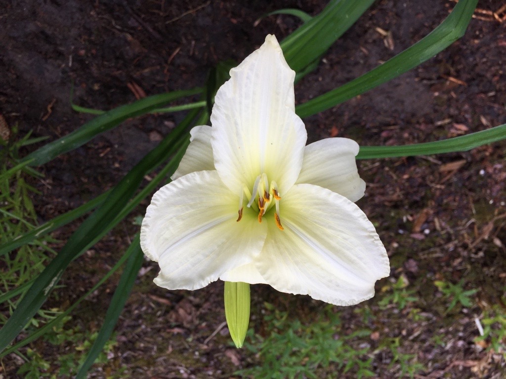 Hemerocallis x cultorum „Joan senior“ (i.12 cmT.) Duft