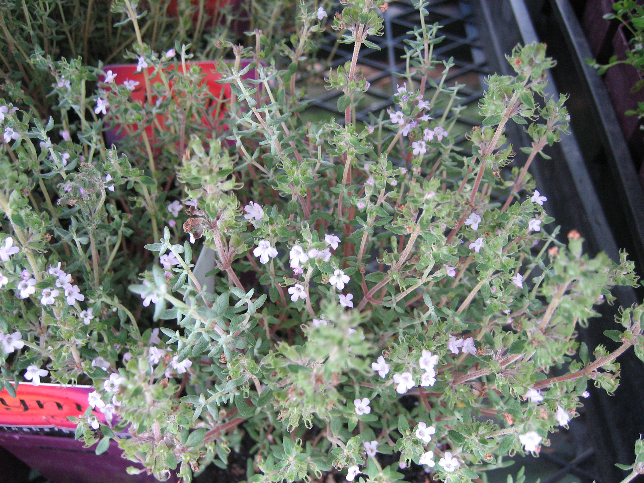 Thymus fragrantissimus (i.11 cm T.) Orangenthymian