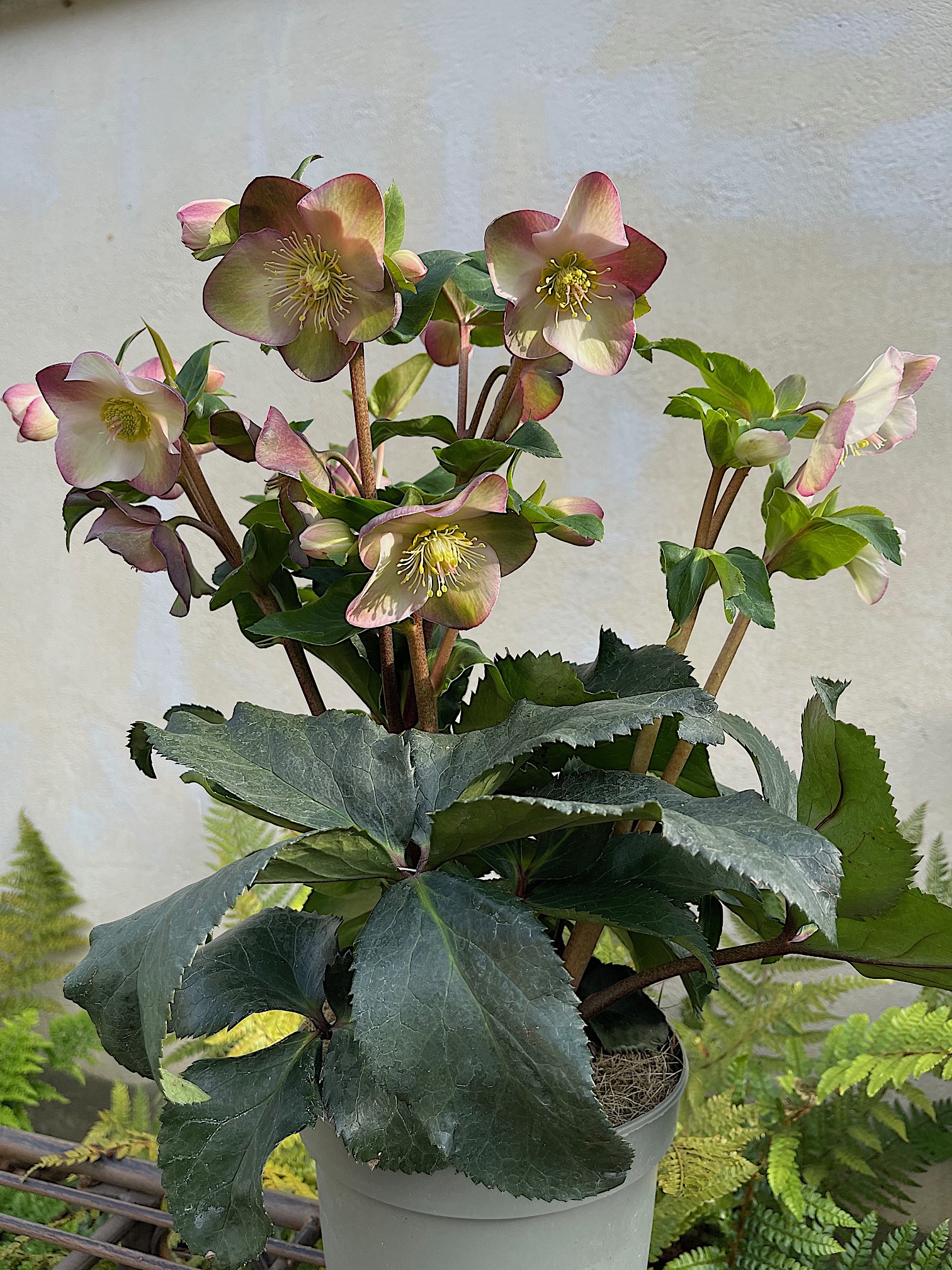 Helleborus -NEU ,Christrose, rosa x glandorfensis HGC® Ice N' Roses® Rosali(i.2literT.)