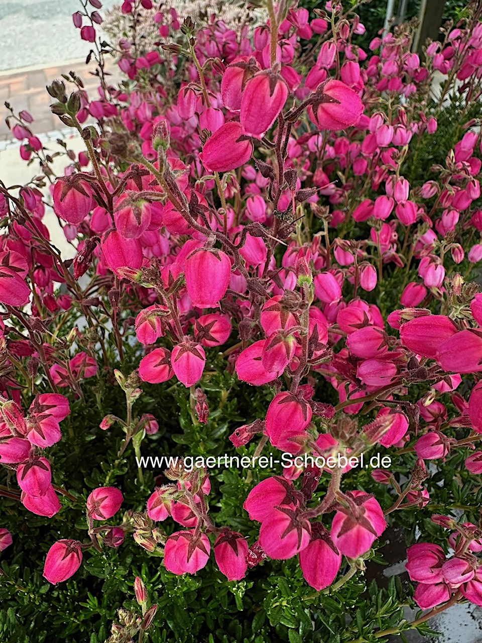 Daboecia cantabrica „GardenGirls Summer - magenta (i.13cmT.)