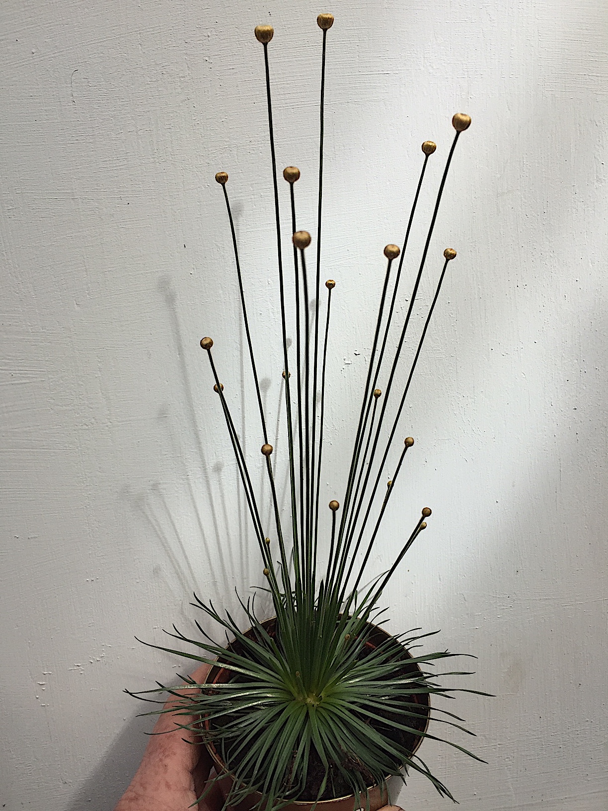 Syngonanthus mikado (i.9cmT.), Mikado Pflanze