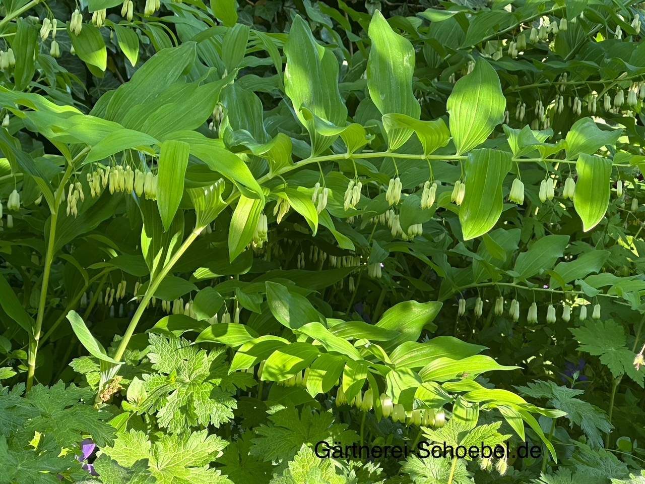 Polygonatum commutatum,  Salomonsiegel (i.16cmT.)