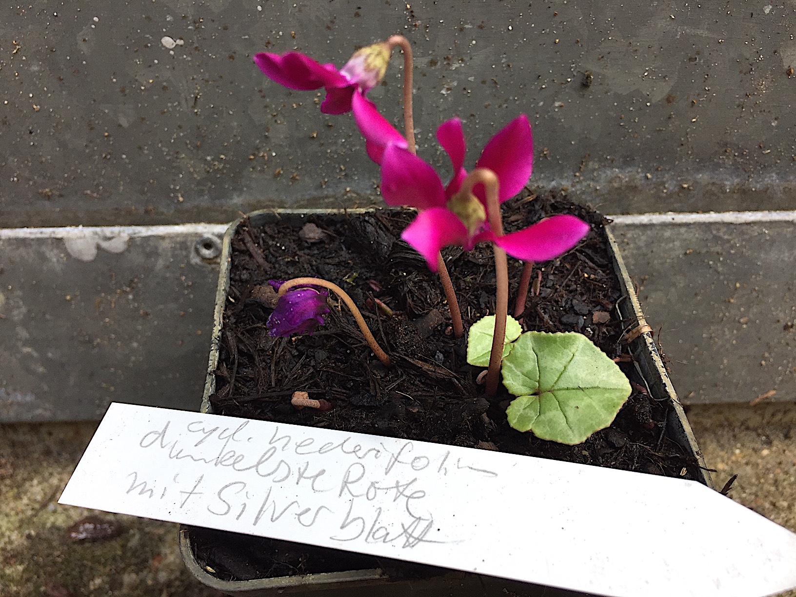 Cyclamen hederifolium  „Silverleaf, kräftig rosa“ (i.9cmT.), Silberveilchen