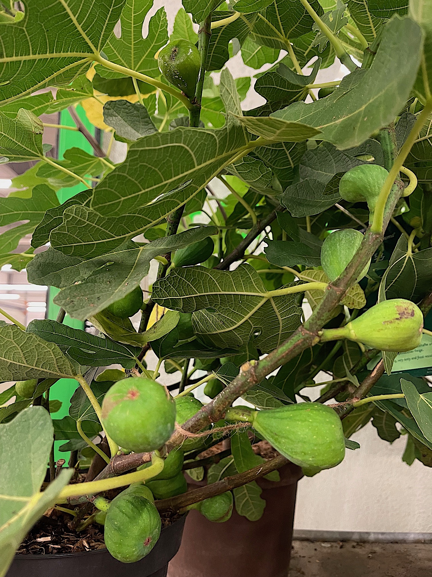 Ficus  carica „Brown Turkey“ (i.23cm T.), Pfälzer Fruchtfeige , Bornholmer