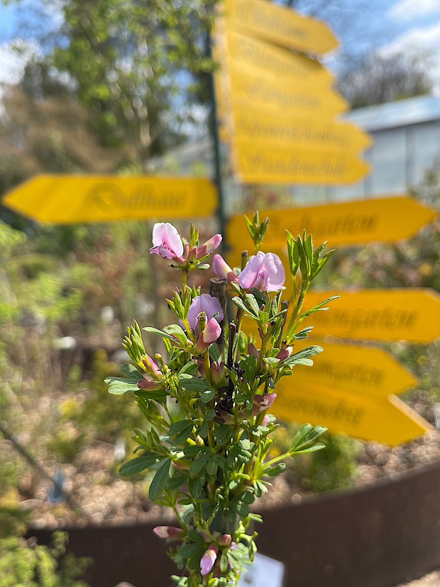 Cytisus purpureus (i.16cmT.), Rosenginster
