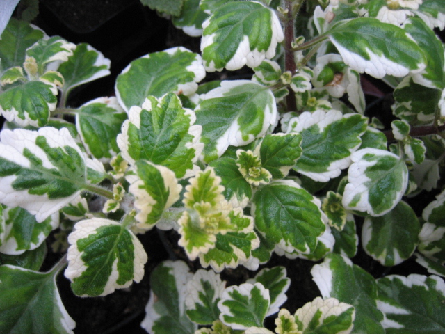 Plectranthus coleoides (i.11cmT.) Weihrauch- Moskitoschocker
