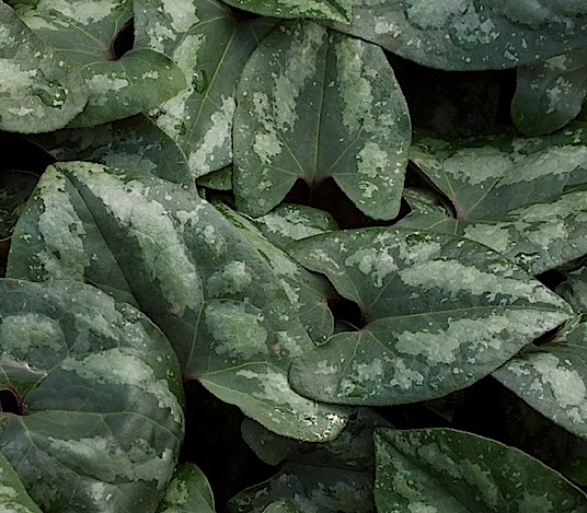 Asarum splendens (i.9cmT.) Haselwurz