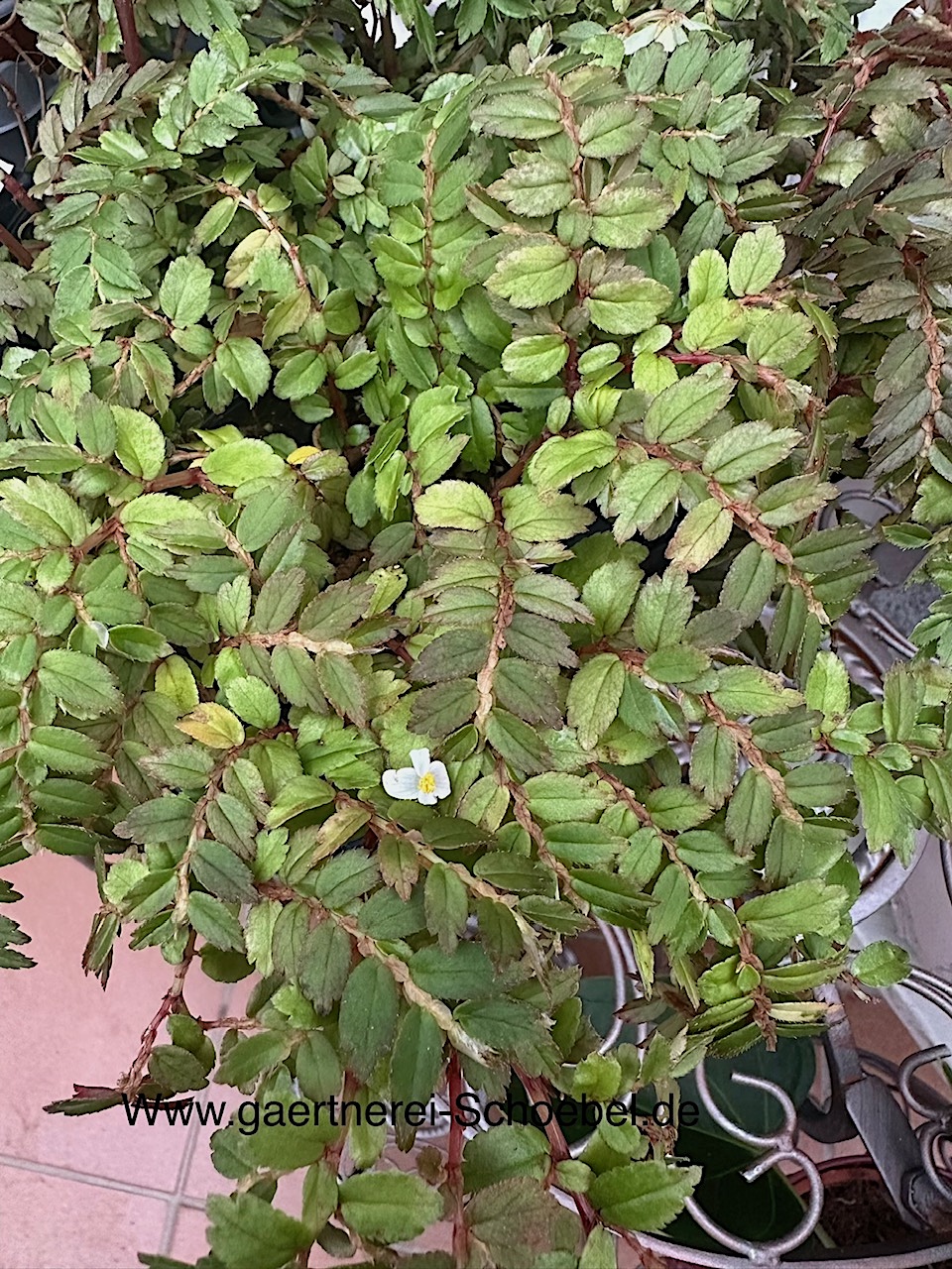 Begonia foliosa var.  „miniata“ (i.9cmT.)