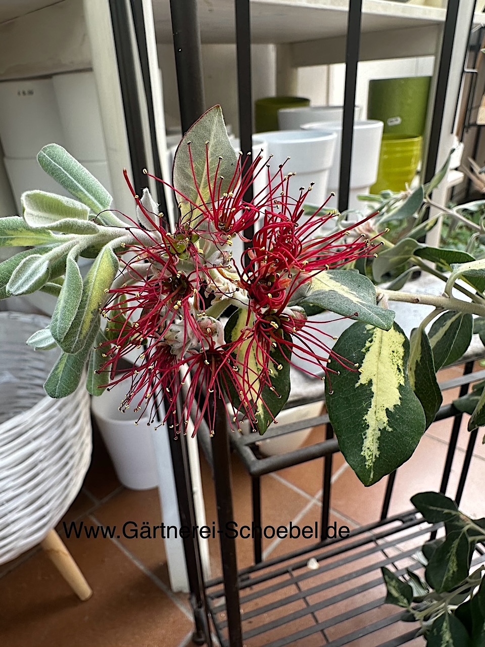 Metrosiderus exelsa „Variegata“ (i.18 cmT.), Neuseeland, Eisenholzbaum