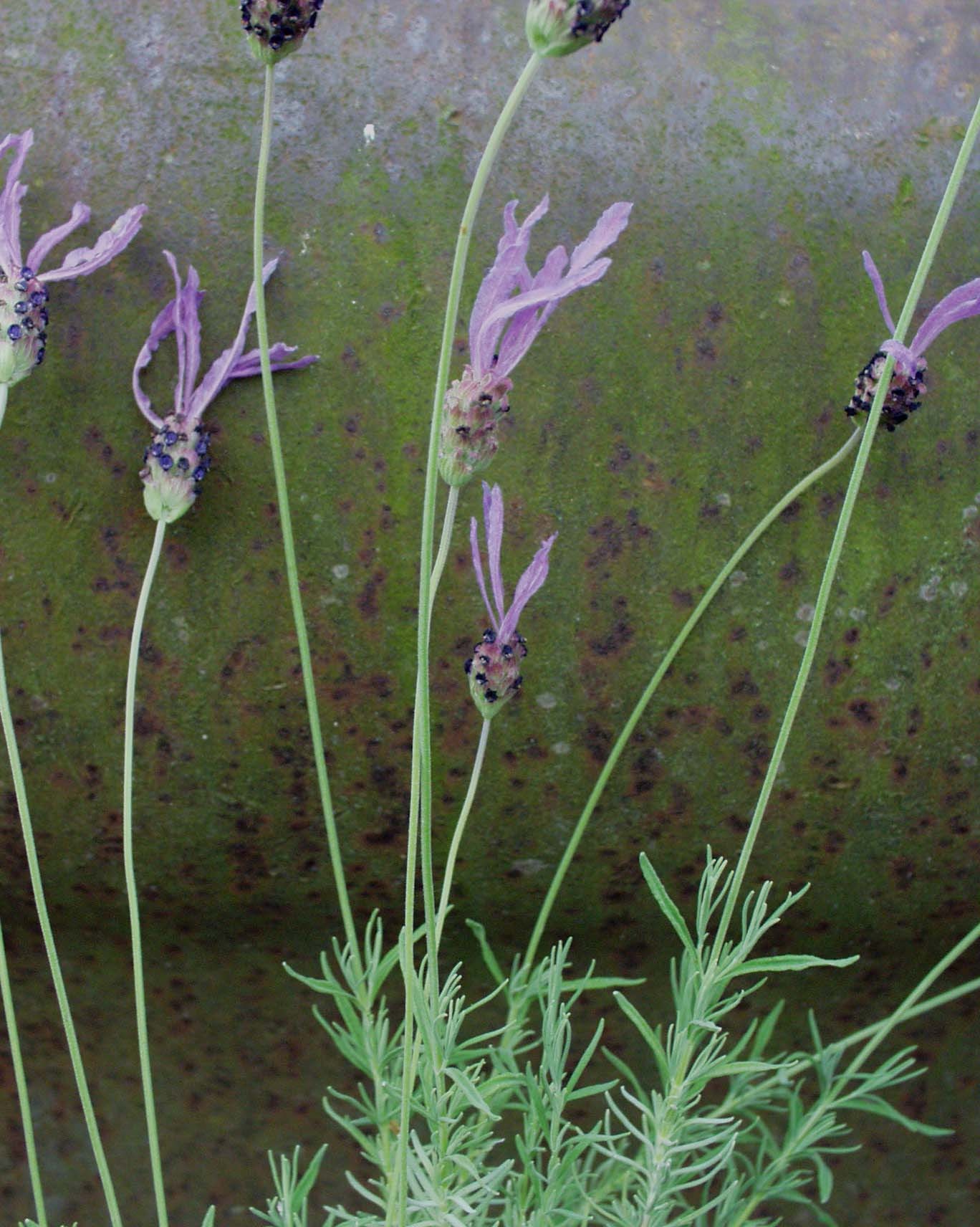 Lavandula stoechas  Schopflavendel (i.13cmT.)