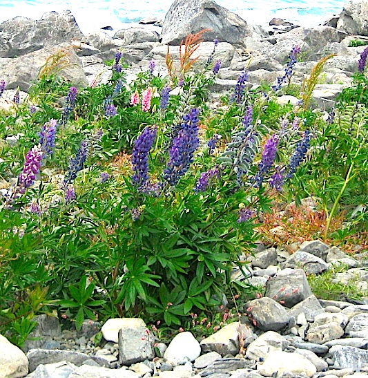 Lupinus polyphyllus "Blau Variationen aus Neuseeland" Lupine (i.13cmT.)