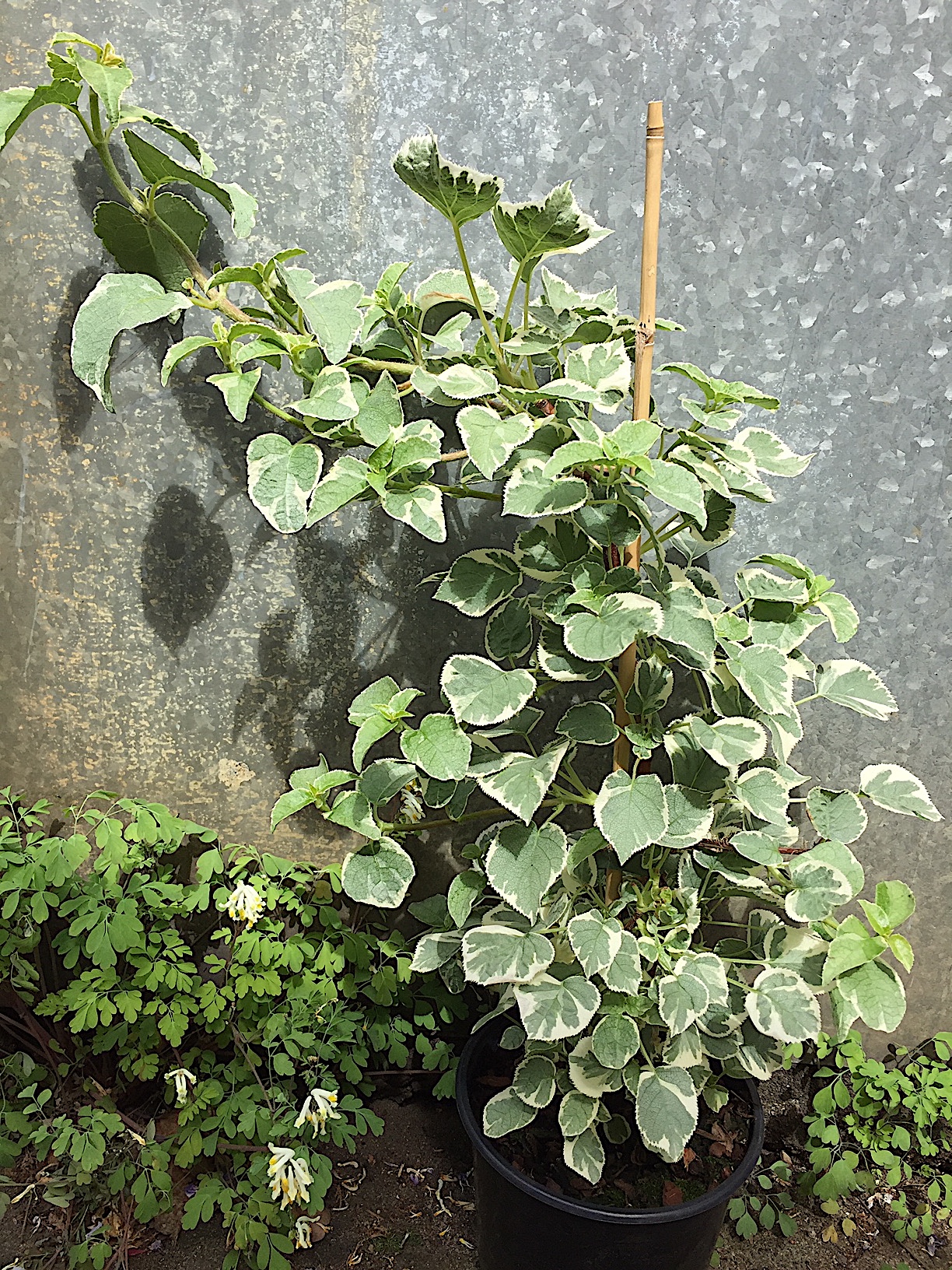Hydrangea petiolaris „Silver Lining“ (i.2lT.)