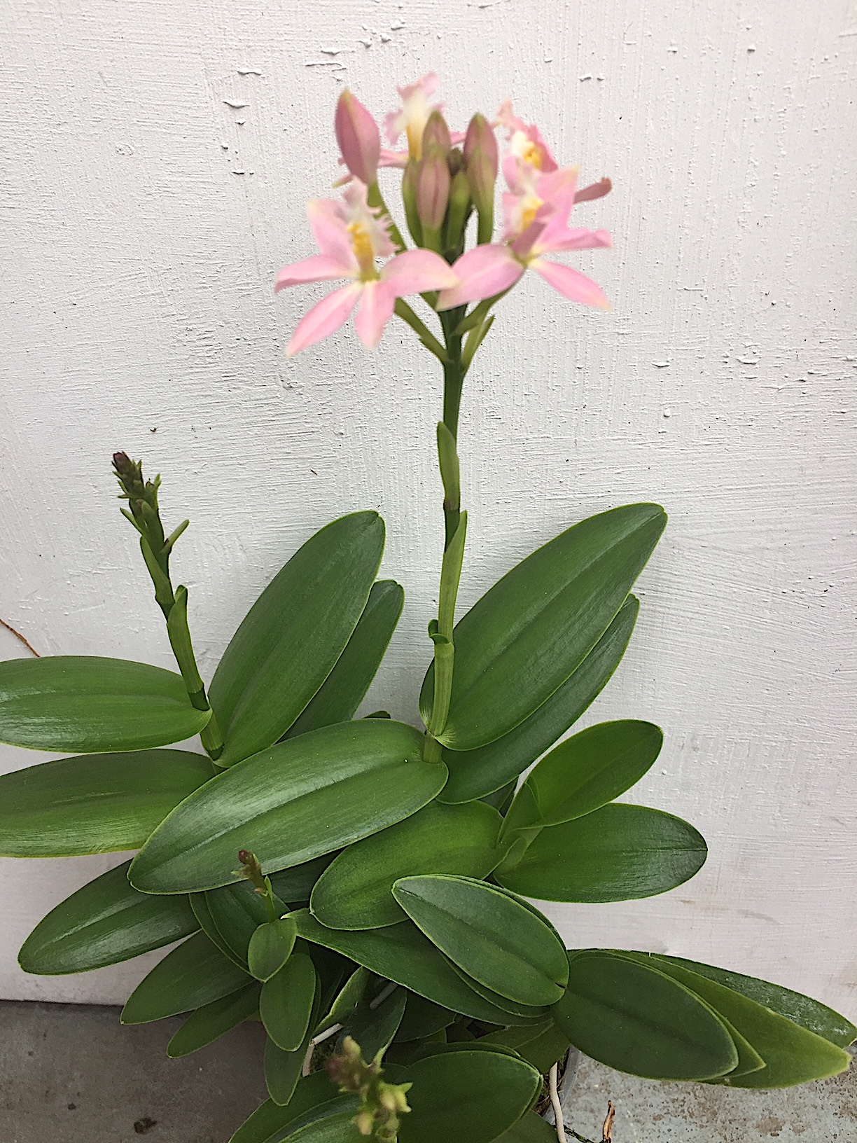 Epidendrum radicans rosa Star Hybride (i.13cmT.)