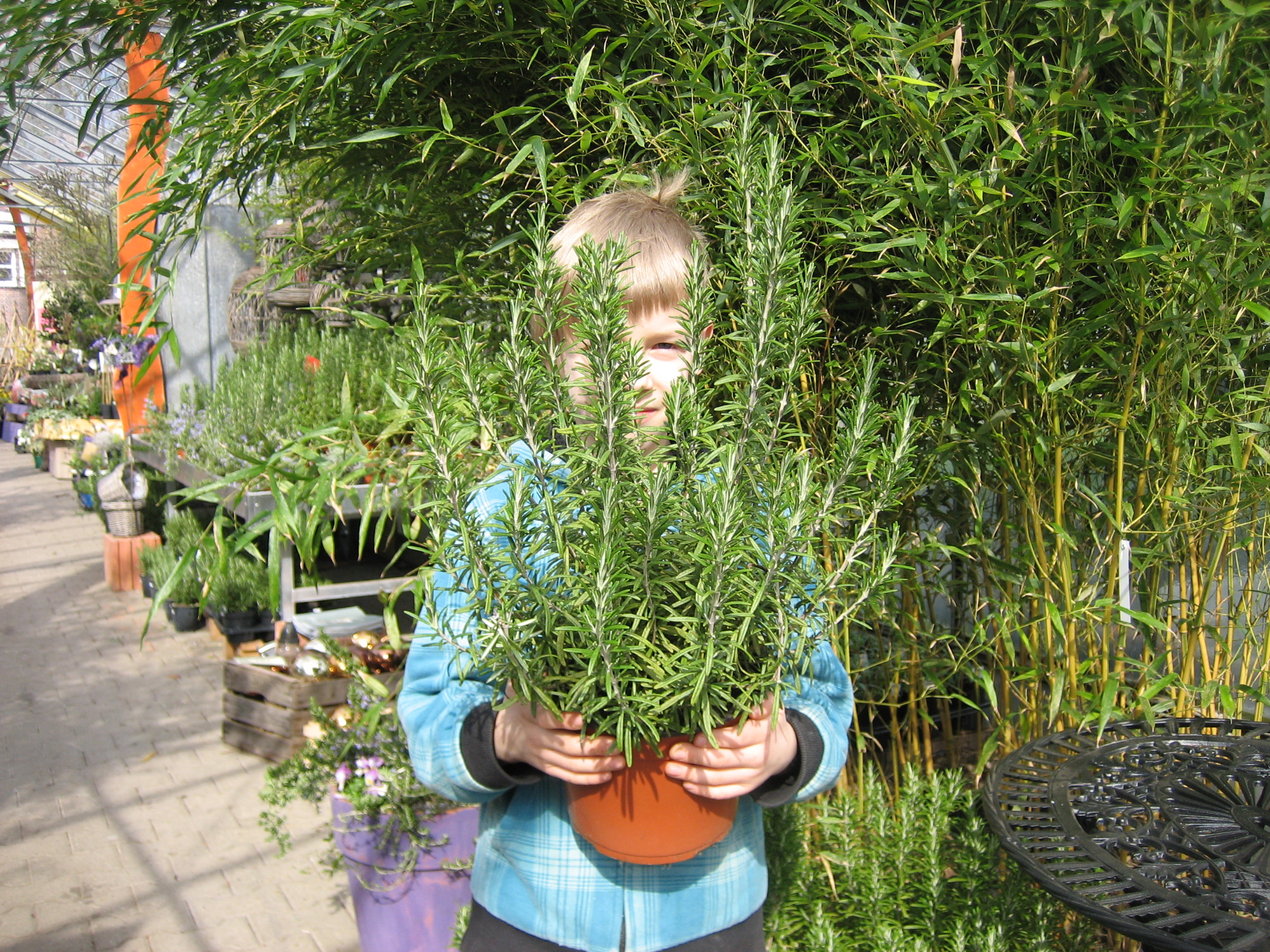Rosmarin  officinalis (i. 17 cm T. )Rosmarin