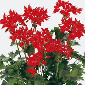 Pelargonium Sternblütige  ´Fireworks Scarlet` (i.10cmT.)