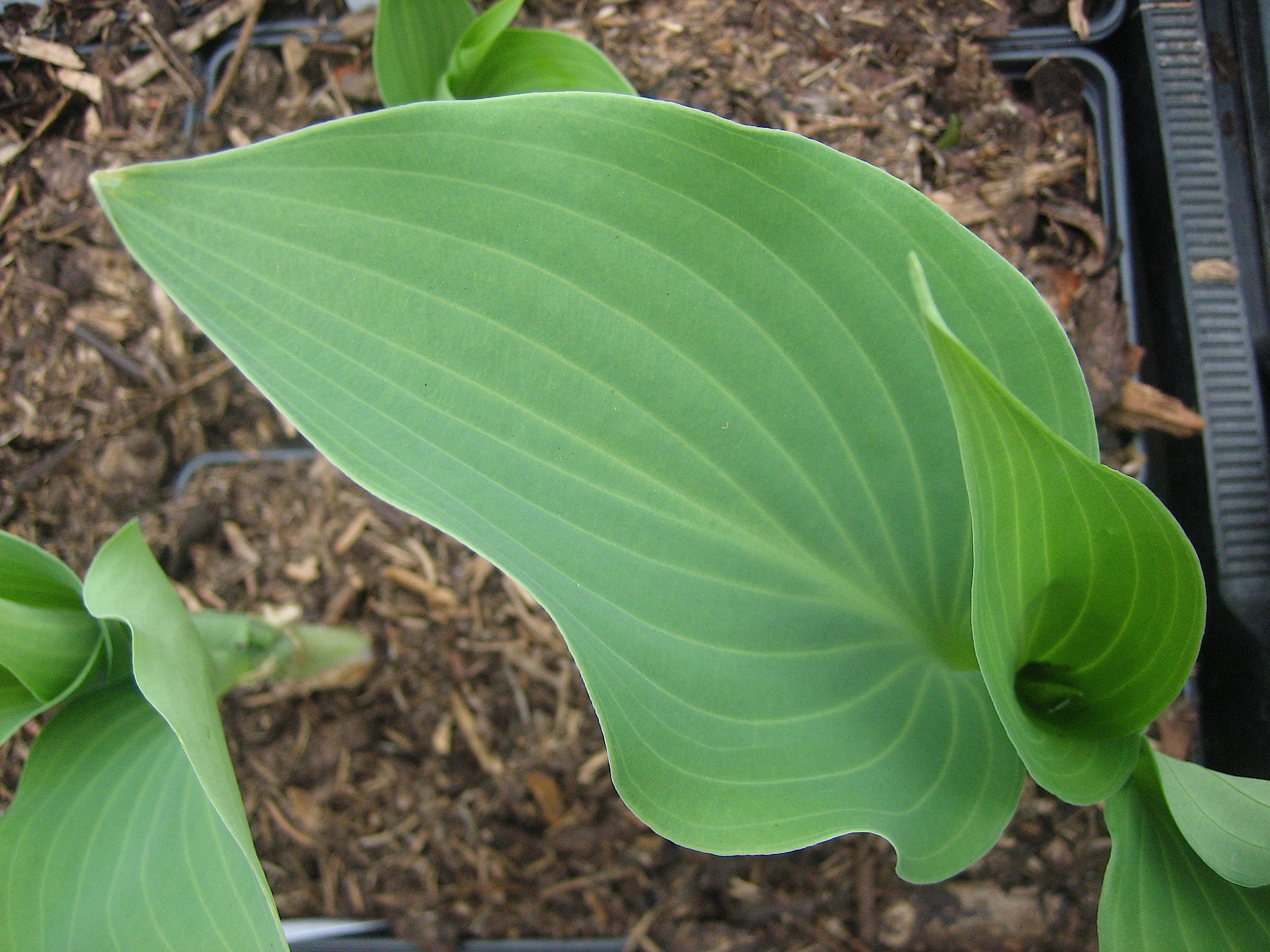 Hosta "Lederhosen" (i. 11cmT.) Duft Funkie