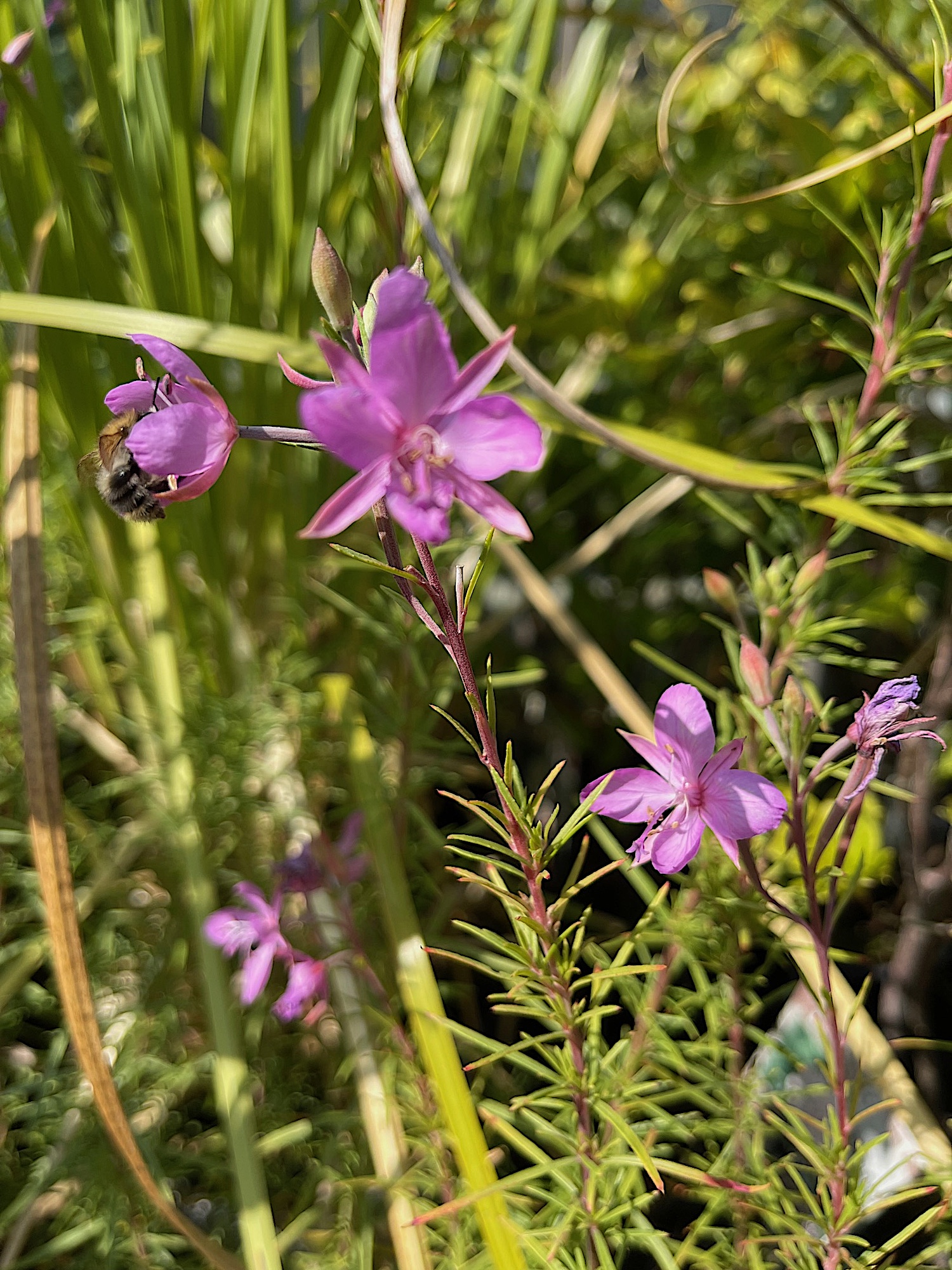 Epilobium  dodonaei (i.12cmT.), Rosmarin - Weidenröschen, Einheimische Wildstaude