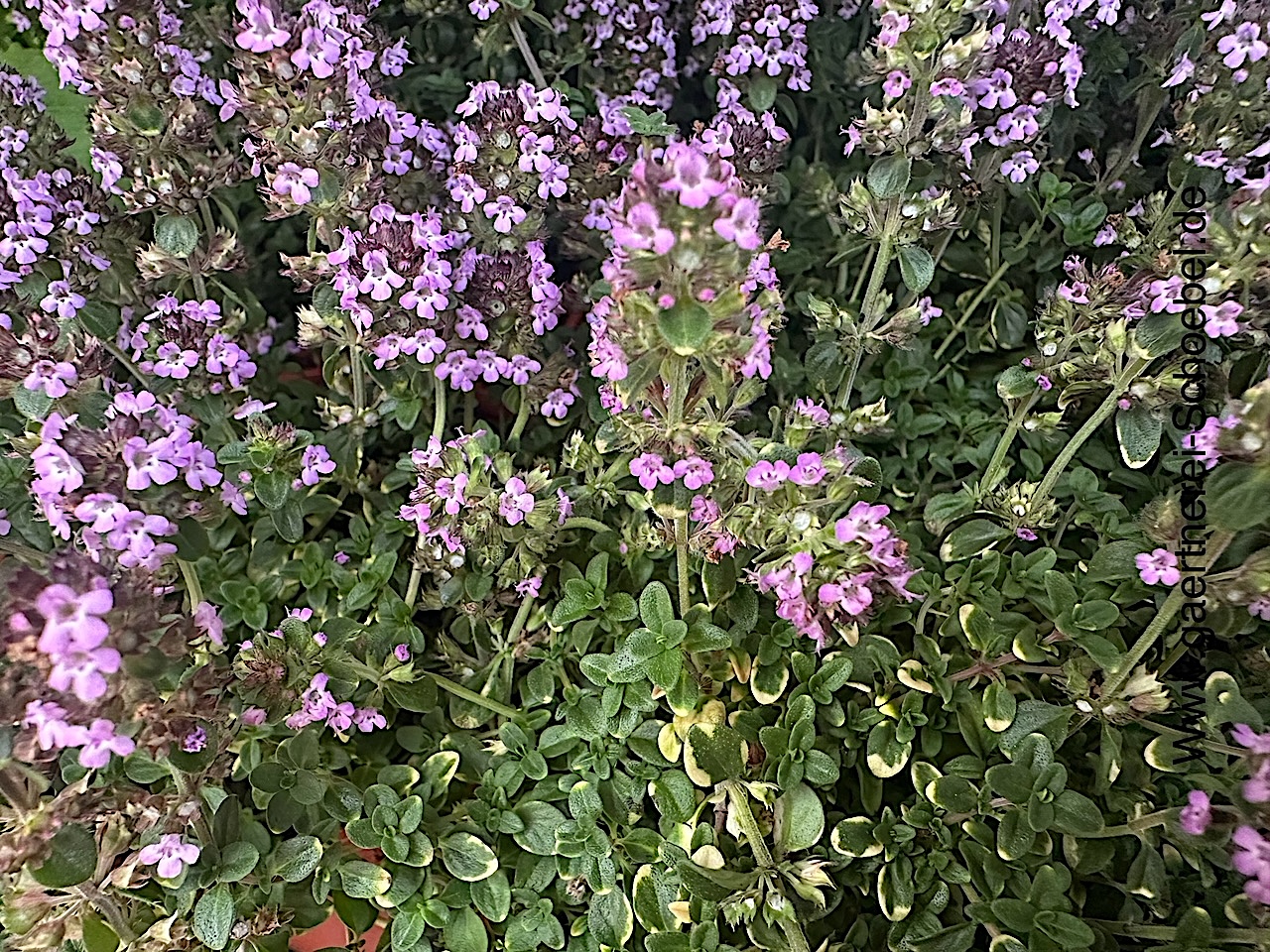 Thymus comosus "Doone Valley" (i.12 cm T.) Zitronenthymian, schopfig
