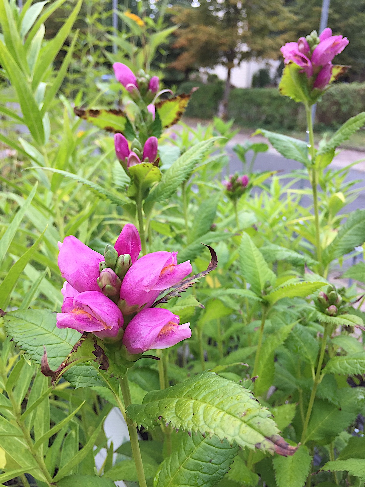 Chelone obliqua (i.15cmT.) Schildblume