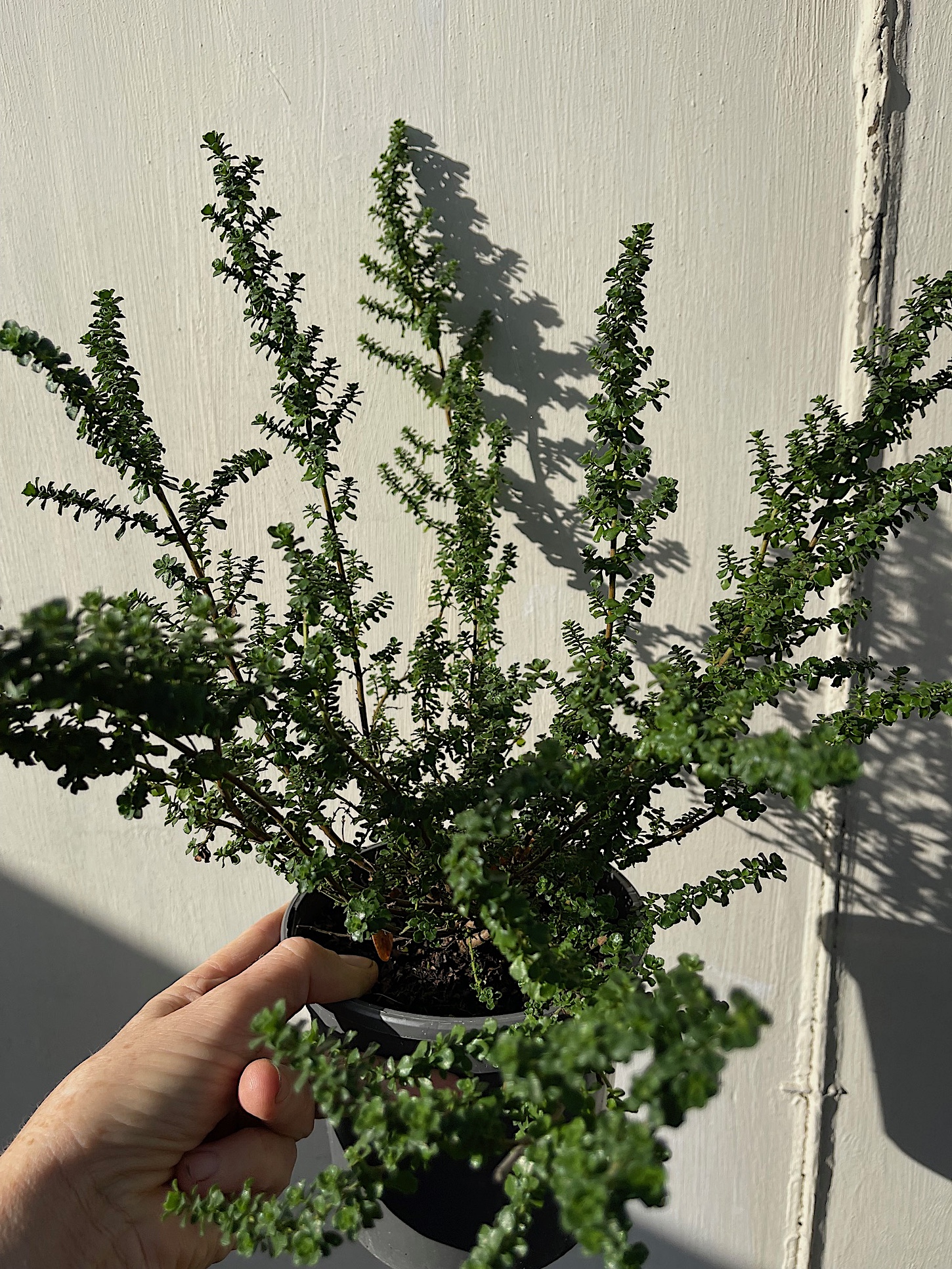 Prostanthera cuneata (i.1,5l T.) Australischer Minzestrauch