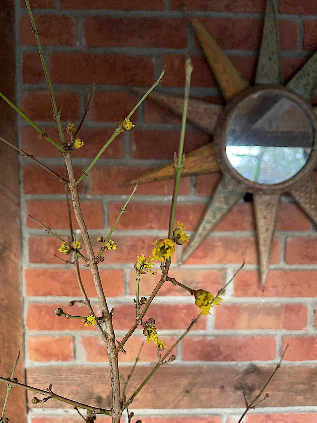 Cornus mas (i.ca 18 cmT.) Grösse jetzt 60 cm Kornelkirsche