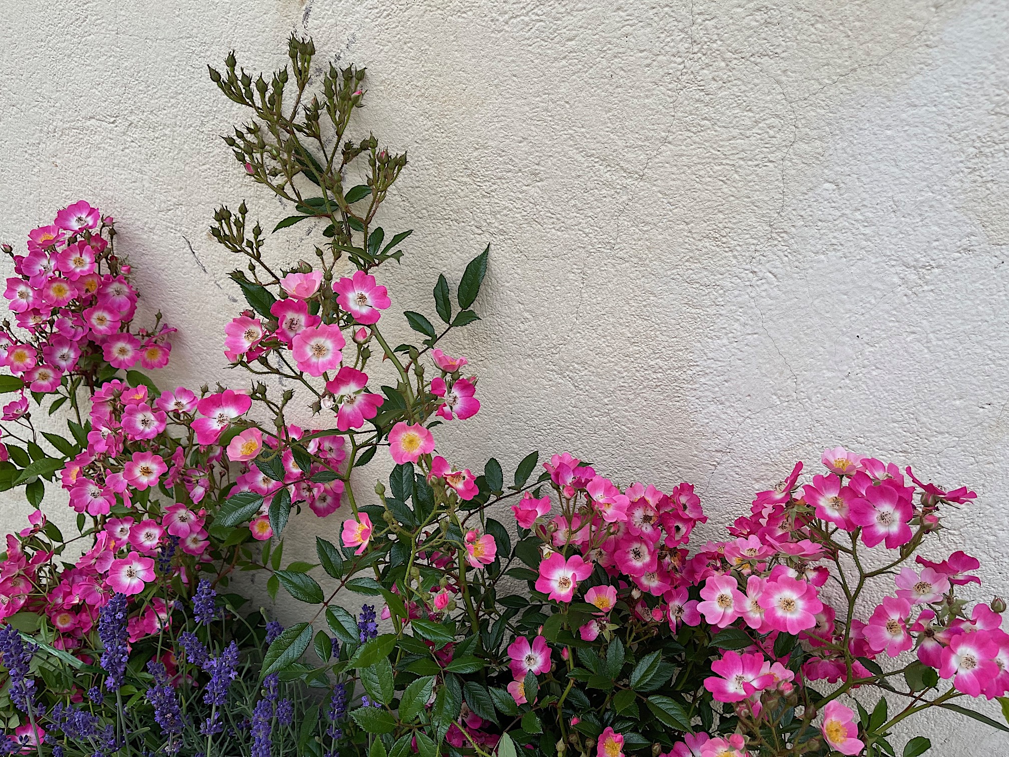 Rose „Mozart“ (i.4-5 l Topf), Duft Rose