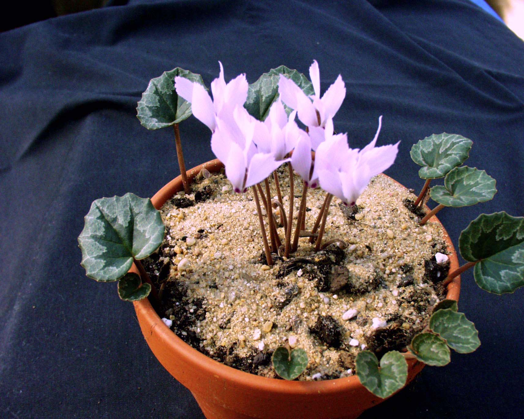 Cyclamen mirabile  ´Rosa`(i.9cmT.)