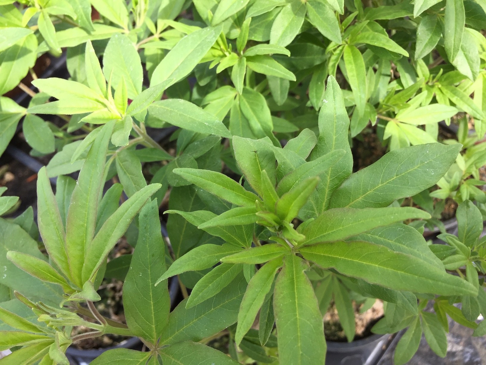 Vitex agnus-castus (i.22cmT.) Mönchspfeffer, Keuschbaum