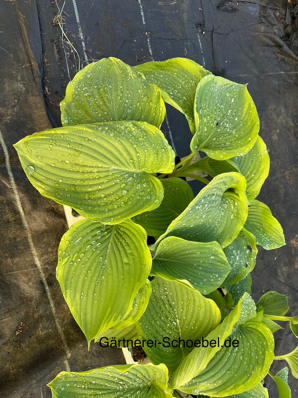 Hosta  Hybride „Wu-La-La“® (i.11cmT.)