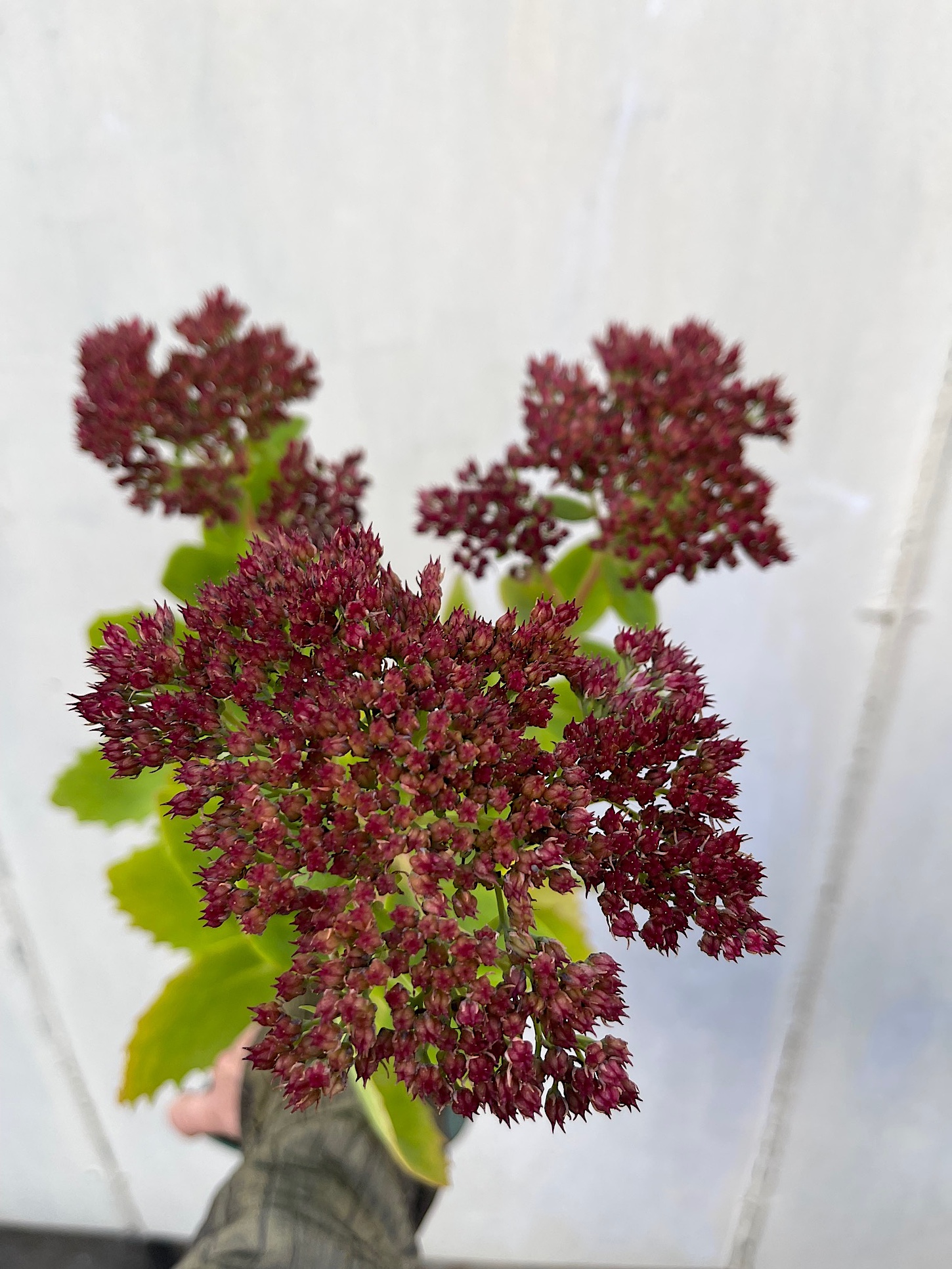 Sedum telephium "Herbstfreude" (i. 13cmT.) Sedum, Fetthenne