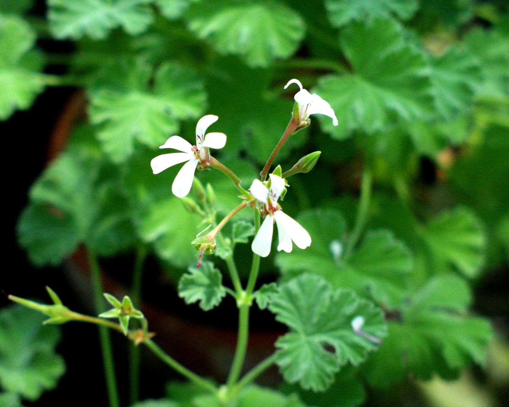 Pelargonium fragrans (i.10cmT.)