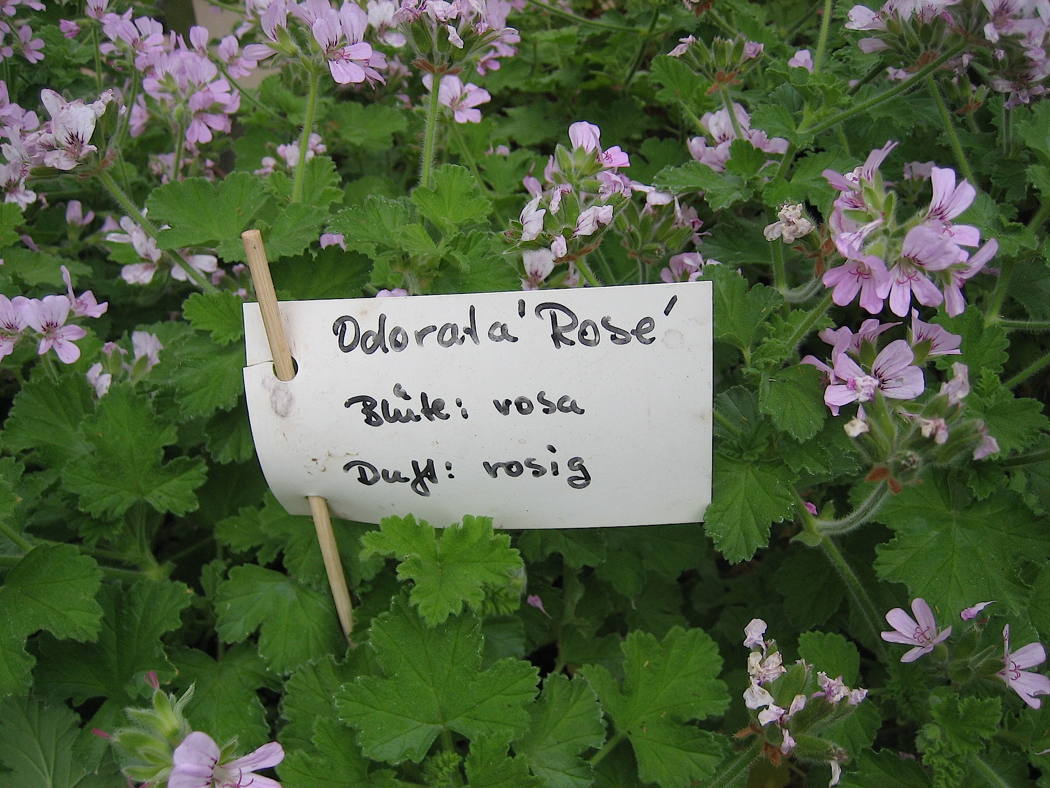 Pelargonium  "Odorata Rose" (i.10cmT.)