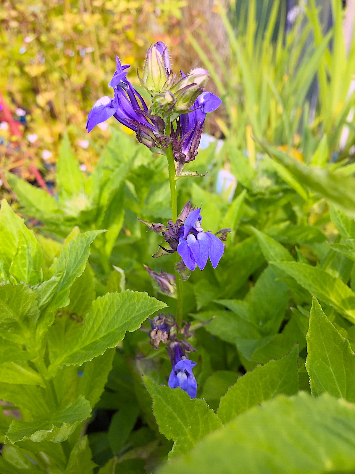 Lobelia siphilitica blau (i.10-12cmT.)Stauden -Wasser -  Lobelie