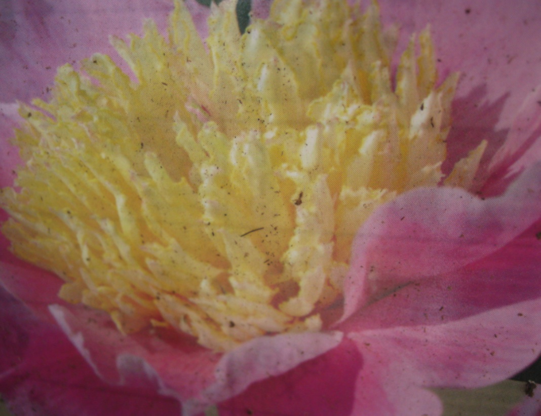 Paeonia lactiflora "Bowle of Beauty" Duft - Pfingstrose (i.11cmT.)