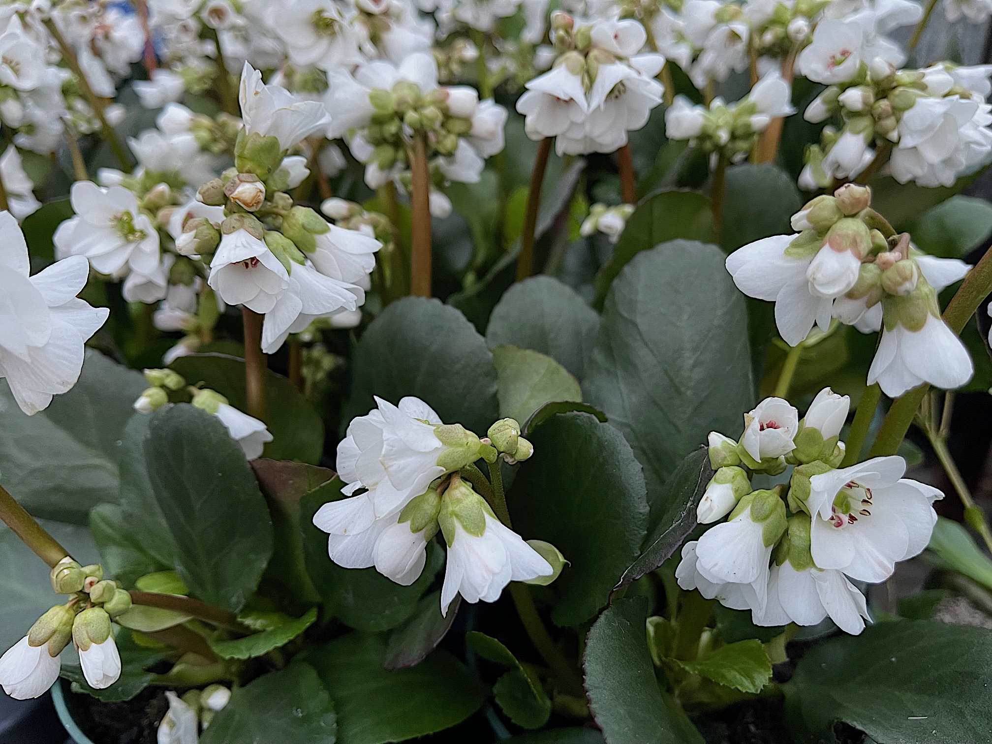 Bergenia Hybride „Harzkrystall“ (i.12cmT.), Bergenie