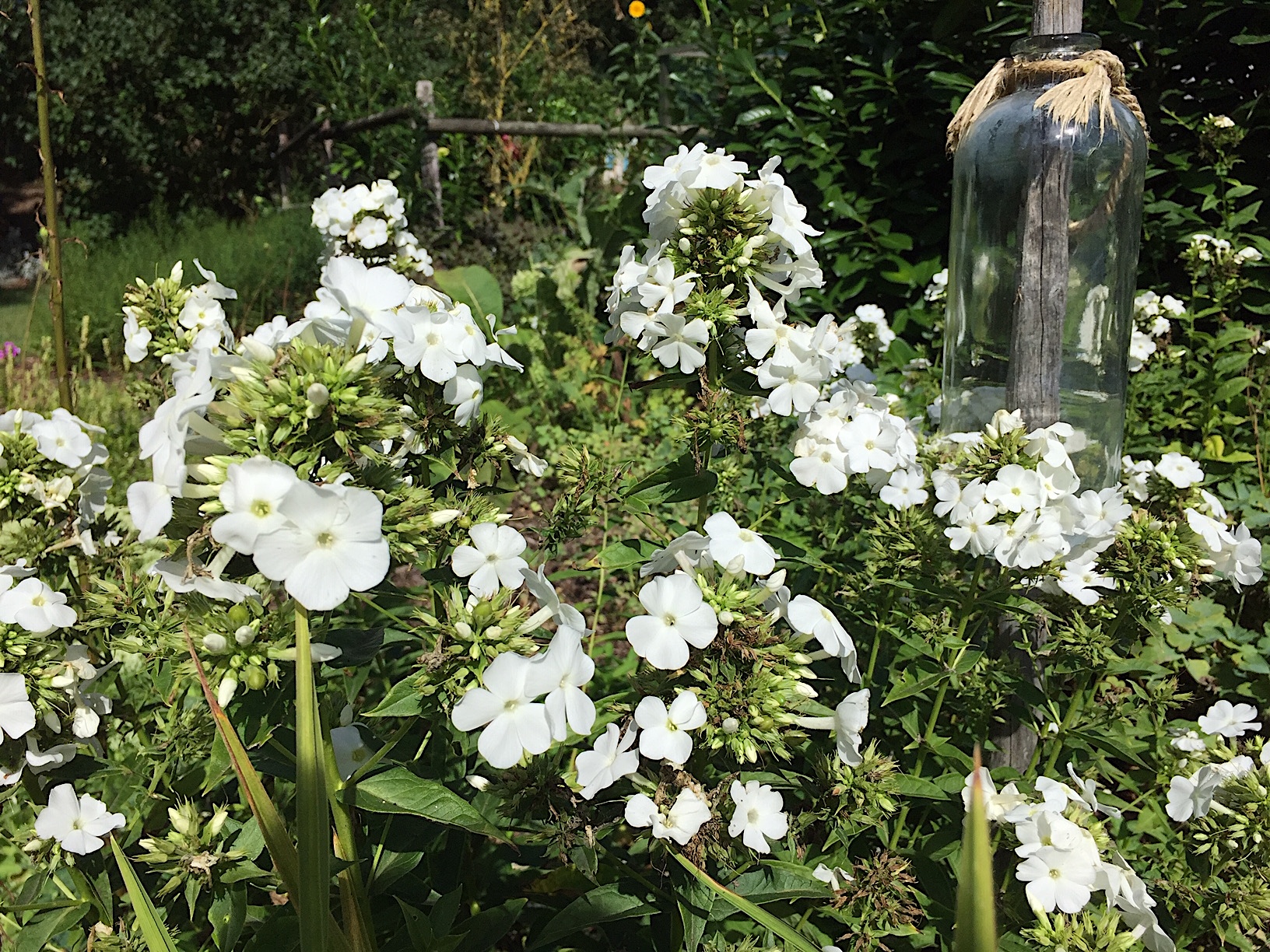 Phlox  paniculata  "Rembrandt"(i.14cmT.weiss) Sommer - Phlox