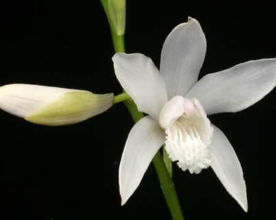 Bletilla striata "Alba "(10-11cmTopf) Freiland Orchidee