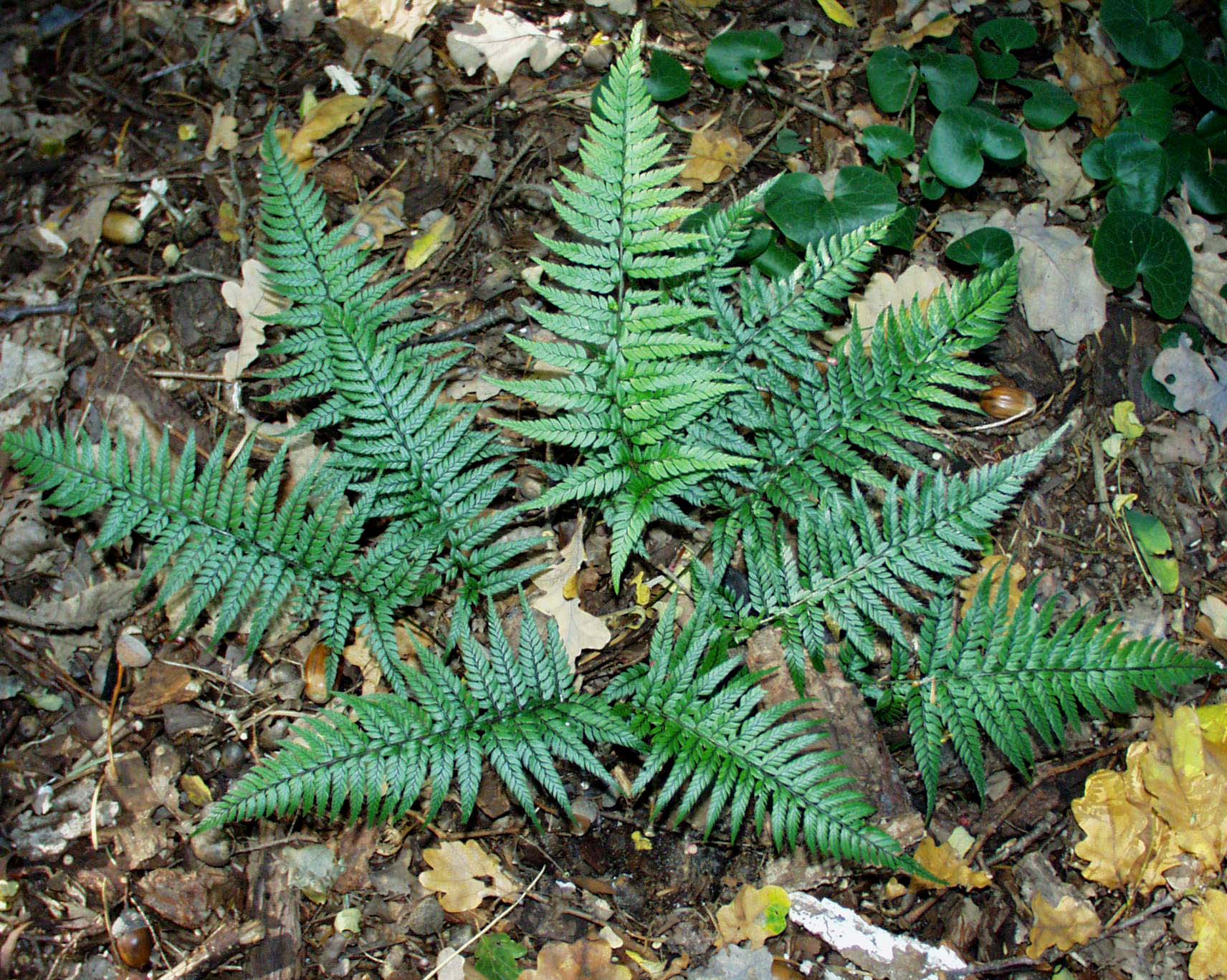 Polystichum luctuosum   (=tsus-simense)(i.9cmT.) Schmaler Schildfarn