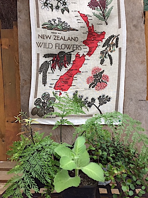 Neuseeland Paket