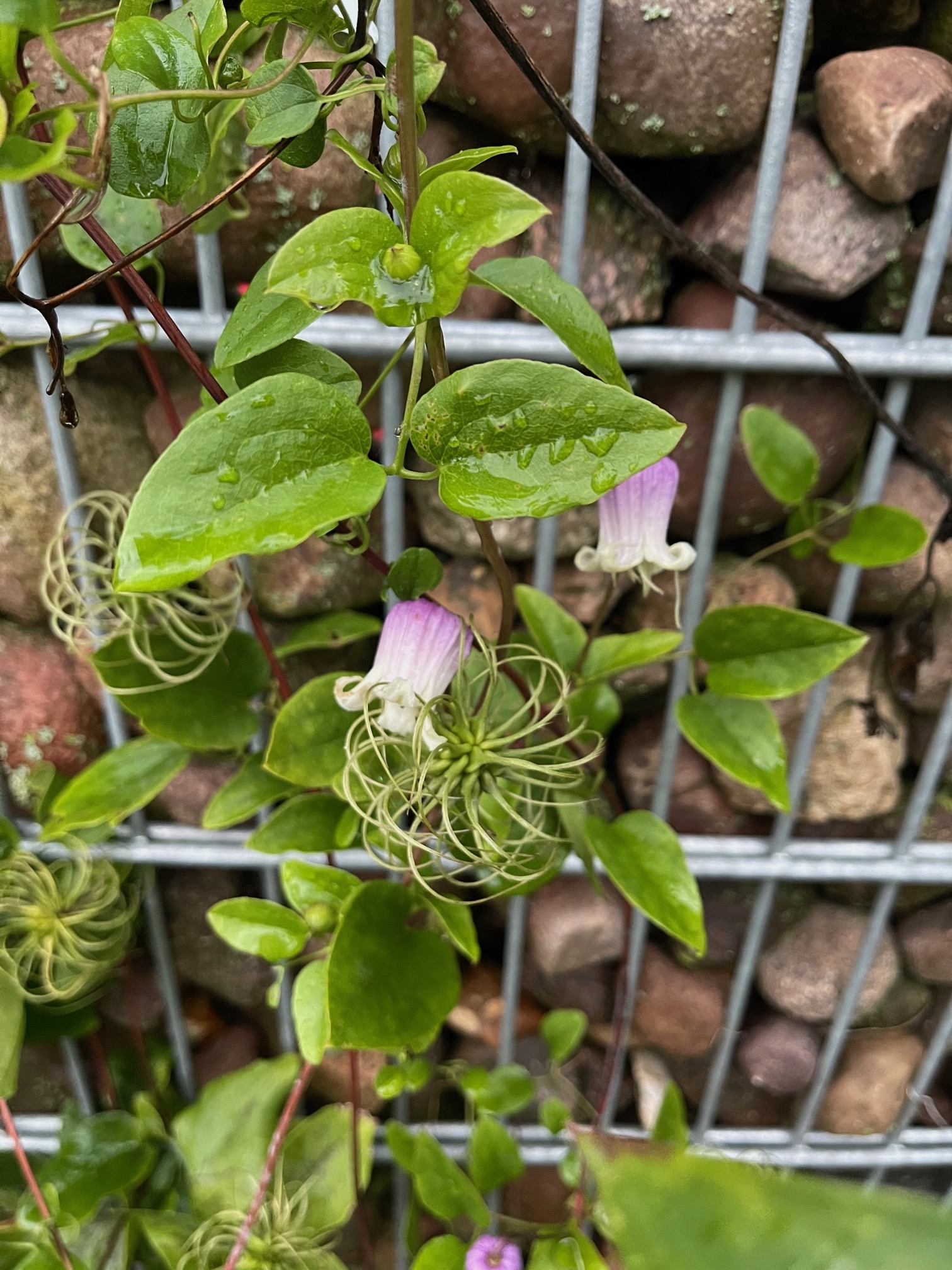 Clematis versicolor „Anissa“(i.1,5 l T.), Waldrebe - Glöckchen
