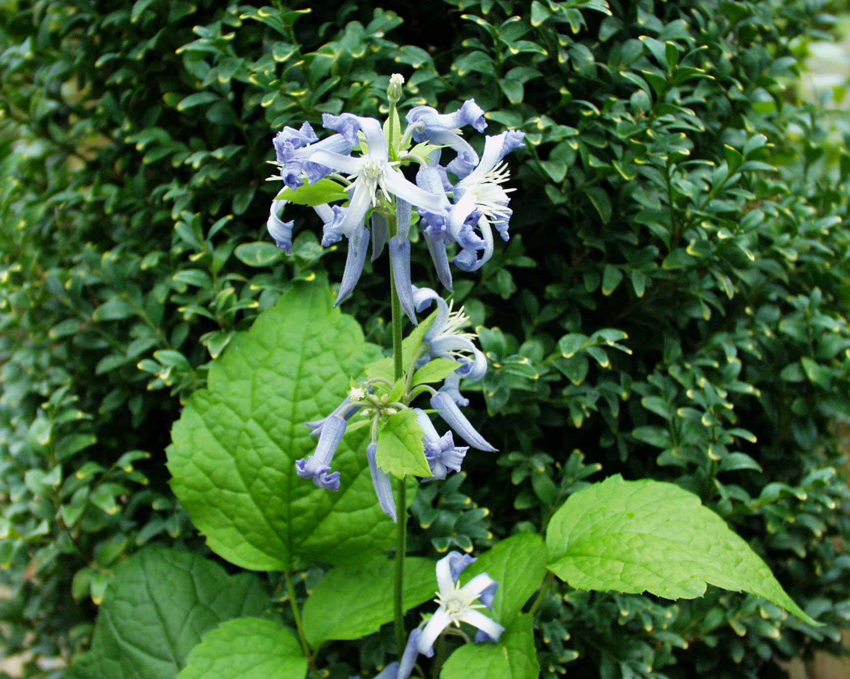 Clematis heracleifolia „New Love“(13cm T.), Waldrebe