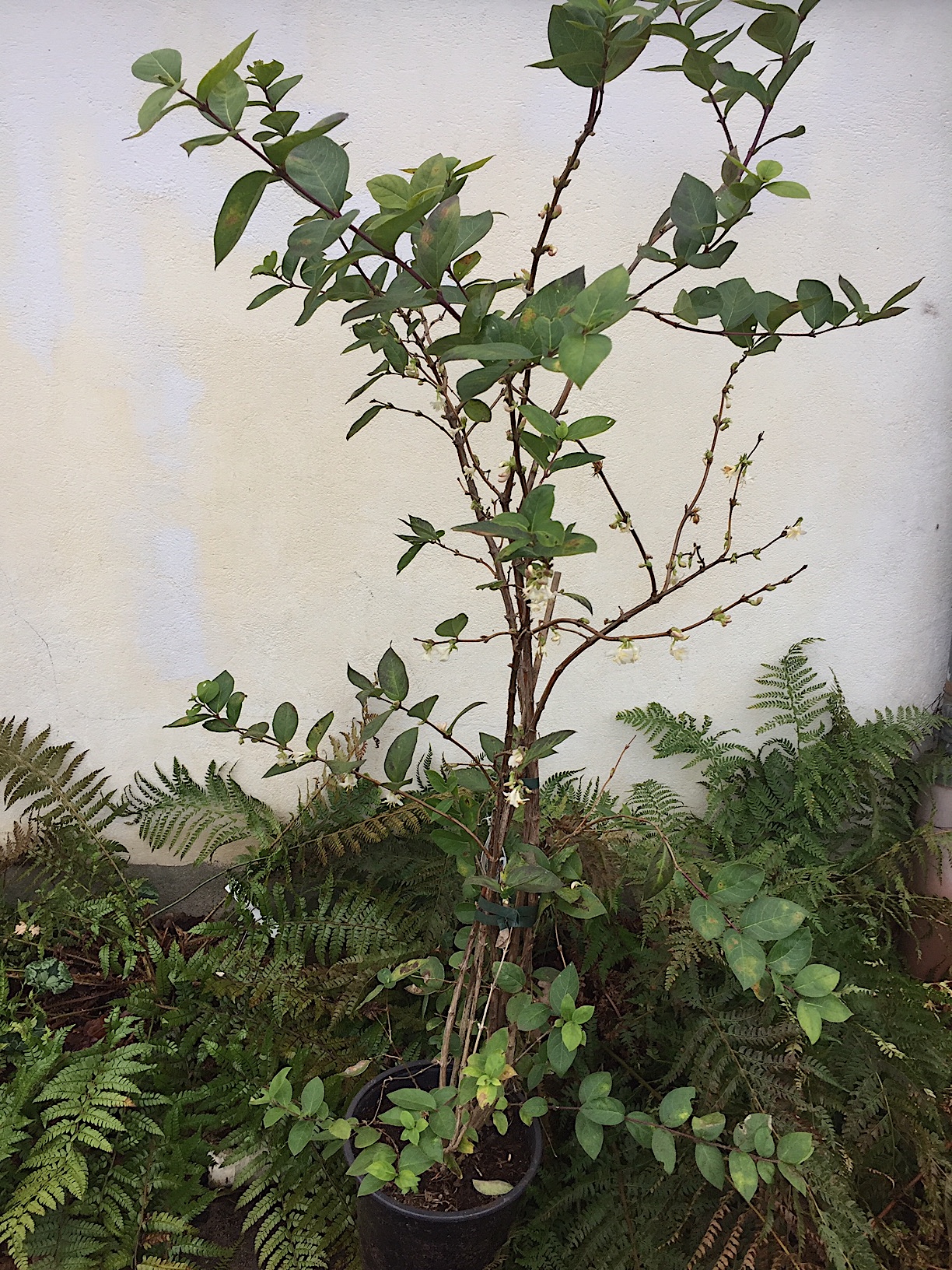 Lonicera Duft purpursii (i.5l T.) jetzt 60-100- cm, Winter Duft Heckenkirsche