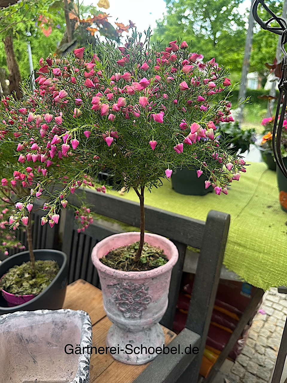 Boronia molloyae (i.13cmT.)(Höhe 40 cm), Duftglöckchen