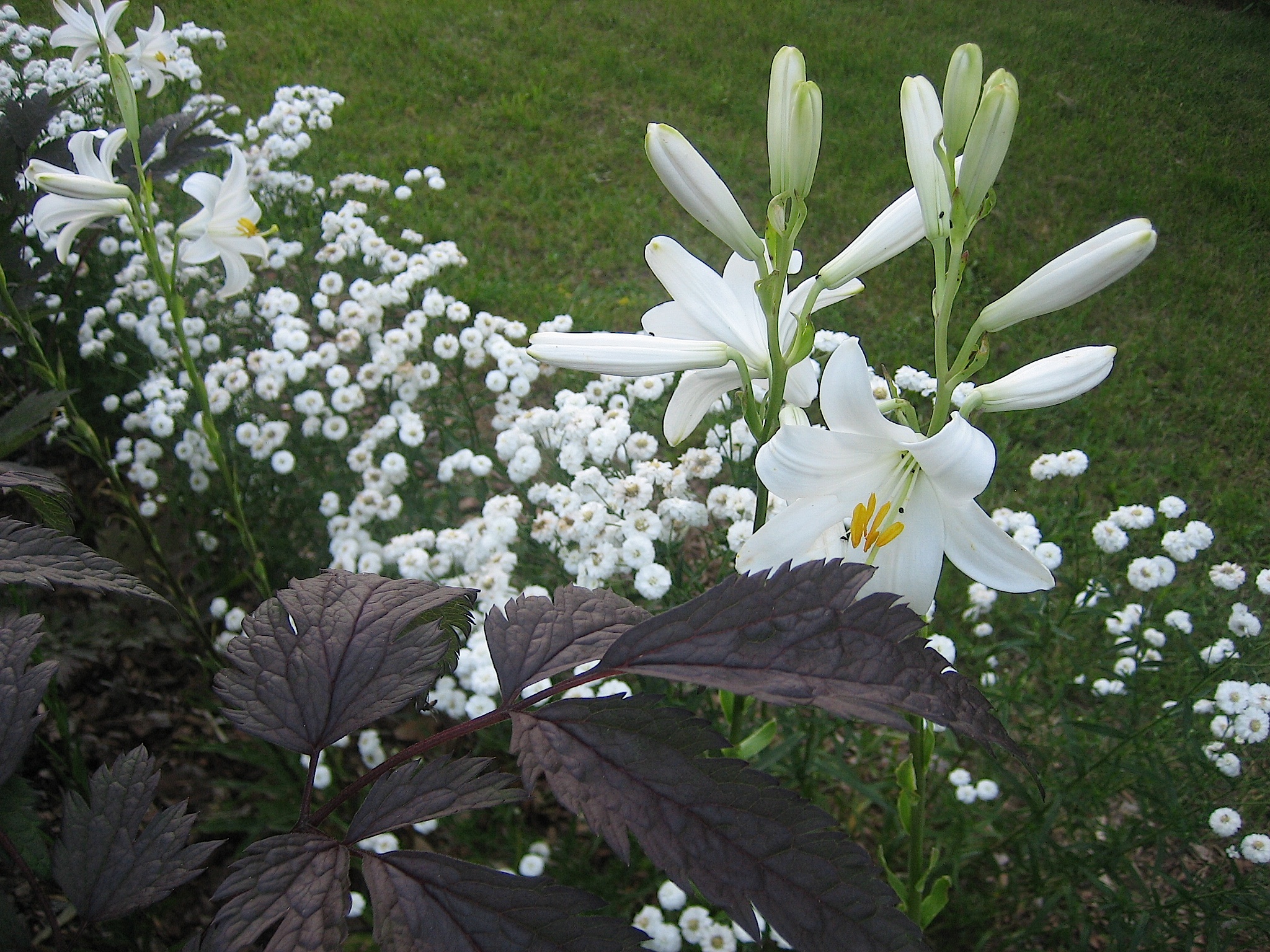 Lilium candidum (1 Zwiebel  Madonnenlilie (im 9 cm Topf) Duft